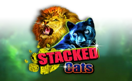 Stacked Cats